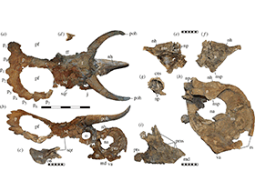 Holotyp des Nasutoceratops / Sampson et al. Creative Commons 4.0 International (CC BY 4.0) Holotyp des Nasutoceratops / Sampson et al. Creative Commons 4.0 International (CC BY 4.0)