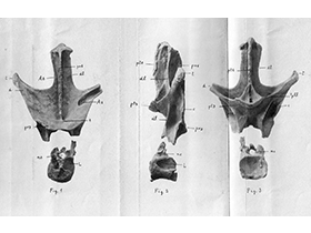 Holotyp des Nopcsaspondylus. Bild ist Public Domain Holotyp des Nopcsaspondylus. Bild ist Public Domain
