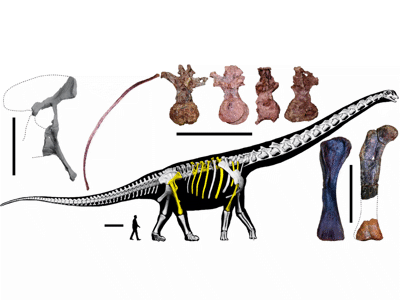 Skelettrekonstruktion / © Sethapanichsakul et al.