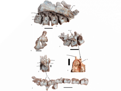 Wirbelknochen des Nankangia / © Lü et al. Creative Commons 4.0 International (CC BY 4.0)