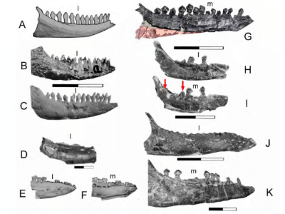Nanosaurus Kiefer / © Carpenter & Galton