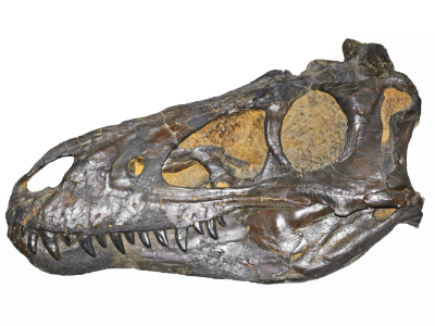 Holotyp / © James St. John