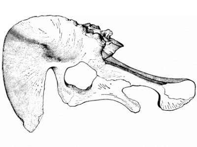Beckengürtel des Nanshiungosaurus / © Dong Zhiming