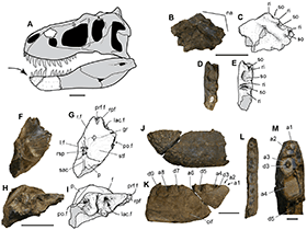Holotyp des Nanuqsaurus / Fiorillo & Tykoski. Creative Commons 4.0 International (CC BY 4.0) Holotyp des Nanuqsaurus / Fiorillo & Tykoski. Creative Commons 4.0 International (CC BY 4.0)