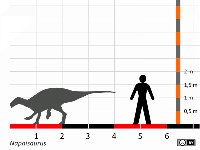 Größenvergleich / Dinodata.de. Creative Commons 4.0 International (CC BY 4.0) Größenvergleich / Dinodata.de. Creative Commons 4.0 International (CC BY 4.0)