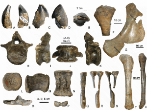Fossilien des Narindasaurus / Royo-Torres et al. Creative Commons 4.0 International (CC BY-ND 4.0) Fossilien des Narindasaurus / Royo-Torres et al. Creative Commons 4.0 International (CC BY-ND 4.0)