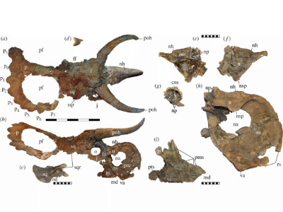 Holotyp des Nasutoceratops / © Sampson et al. Creative Commons 4.0 International (CC BY 4.0)