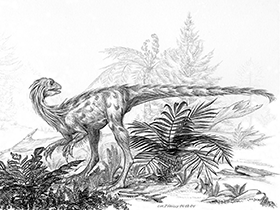 Nedcolbertia / © Luc J. Bailly. Verwendet mit freundlicher Genehmigung des Autors Nedcolbertia / © Luc J. Bailly. Verwendet mit freundlicher Genehmigung des Autors