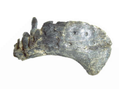 Unterkiefer / © Zanno et al.