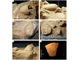 Eier des Nemegtomaia / © PLOS ONE. Creative Commons 4.0 International (CC BY 4.0)
