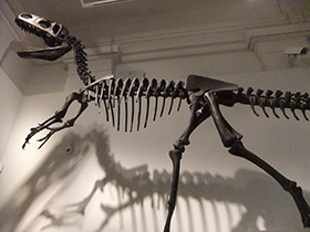 Skelett des Neovenator / Lee Haywood. Creative Commons ShareAlike 2.0 Generic (CC BY-SA 2.0) Skelett des Neovenator / Lee Haywood. Creative Commons ShareAlike 2.0 Generic (CC BY-SA 2.0)