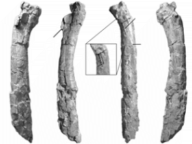 Femur / Brissón Egli et al. Creative Commons 4.0 International (CC BY 4.0) Femur / Brissón Egli et al. Creative Commons 4.0 International (CC BY 4.0)