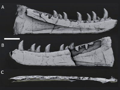 Holotyp 3D-Rekonstruktion / © Evans et al.