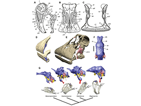 Schädeldetails des Nigersaurus / © Sereno et al. Creative Commons 4.0 International (CC BY 4.0) Schädeldetails des Nigersaurus / © Sereno et al. Creative Commons 4.0 International (CC BY 4.0)