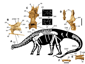 Skelettdetails des Nigersaurus / Sereno et al. Creative Commons 4.0 International (CC BY 4.0) Skelettdetails des Nigersaurus / Sereno et al. Creative Commons 4.0 International (CC BY 4.0)