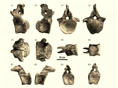 Wirbelknochen / © Eric Buffetaut
