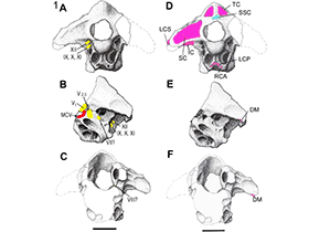 Hirnschale des Nothronychus / David K. Smith. Creative Commons 4.0 International (CC BY 4.0)