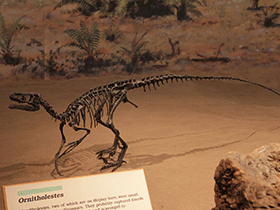 Ornitholestes / Venture Vancouver . Creative Commons 2.0 Generic (CC BY-SA 2.0) Ornitholestes / © Venture Vancouver. Creative Commons 2.0 Generic (CC BY-SA 2.0)