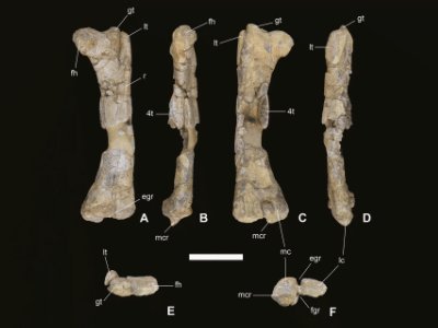 Femur / © Sánchez-Fenollosa et al.