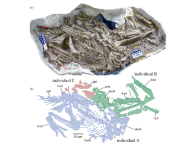 Fossilien © Funston et al. Creative Commons 4.0 International (CC BY 4.0) Fossilien © Funston et al. Creative Commons 4.0 International (CC BY 4.0)