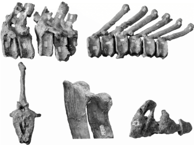 Schwanzwirbel / © Godefroit et al.