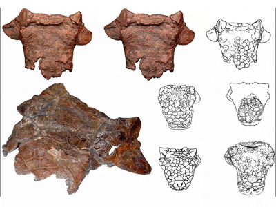 Schädelfragment des Oohkotokia / © Paul Penkalski. Creative Commons 4.0 International (CC BY 4.0) Schädelfragment des Oohkotokia / © Paul Penkalski. Creative Commons 4.0 International (CC BY 4.0)