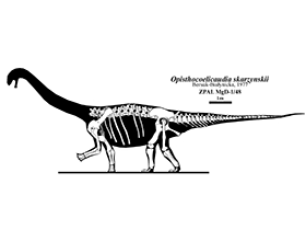 Opisthocoelicaudia / Jaime Headden. Creative Commons NonCommercial-ShareAlike 3.0 Unported (CC BY-NC-SA 3.0) Opisthocoelicaudia / Jaime Headden. Creative Commons NonCommercial-ShareAlike 3.0 Unported (CC BY-NC-SA 3.0)