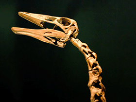 Ornithomimus / Ricky Romero. Creative Commons 2.0 Generic (CC BY 2.0) Ornithomimus / Ricky Romero. Creative Commons 2.0 Generic (CC BY 2.0)