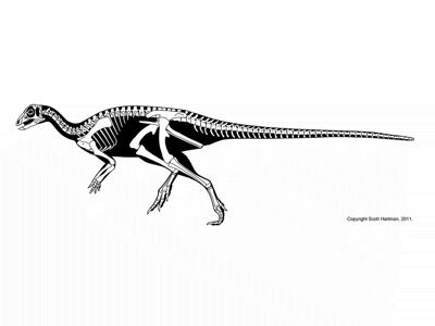 Orodromeus / &copy; Scott Hartman. Verwendet mit freundlicher Genehmigung des Autors.