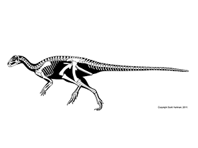 Orodromeus / © Scott Hartman Orodromeus / © Scott Hartman. Verwendet mit freundlicher Genehmigung des Autors.