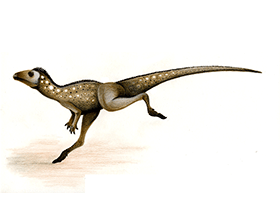 Oryctodromeus / © Joao Boto. Verwendet mit freundlicher Genehmigung des Autors