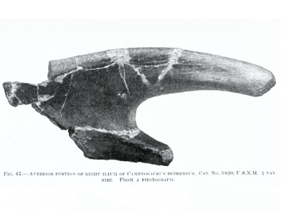 Darmbein des Osmakasaurus / Bild ist gemeinfrei 