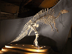 Skelett des Ouranosaurus / il_gatto_nero. Creative Commons NonCommercial 2.0 Generic (CC BY-NC 2.0) Skelett des Ouranosaurus / il_gatto_nero. Creative Commons NonCommercial 2.0 Generic (CC BY-NC 2.0)