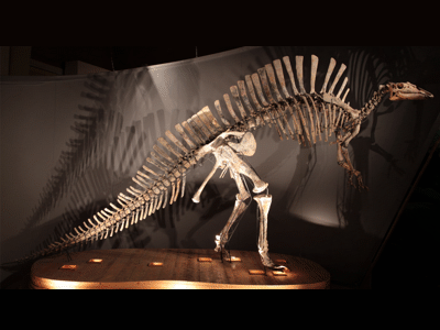 Skelett des Ouranosaurus / © Bertozzo et al.