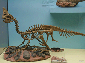 Skelett des Oviraptor / © Georg Sander
. Creative Commons 2.0 Generic (CC BY-NC 2.0) Skelett des Oviraptor / © Georg Sander
. Creative Commons 2.0 Generic (CC BY-NC 2.0)