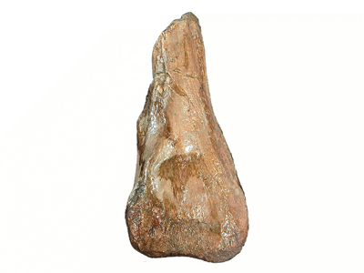 Holotyp / © Long & Molnar