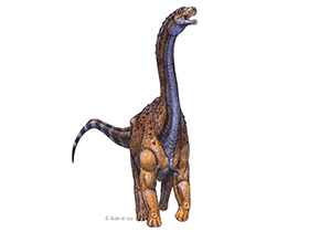 Pellegrinisaurus / © Gabriel Lio. Verwendet mit freundlicher Genehmigung des Autors Pellegrinisaurus / © Gabriel Lio. Verwendet mit freundlicher Genehmigung des Autors
