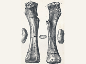 Holotyp des Pelorosaurus / Bild ist gemeinfrei (public domain) Holotyp des Pelorosaurus / Bild ist gemeinfrei (public domain)