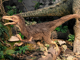 Modell des Pneumatoraptor / Hungarian Natural History Museum. Creative Commons NonCommercial-NoDerivs 3.0 Unported (CC BY-NC-ND 3.0) Modell des Pneumatoraptor / Hungarian Natural History Museum. Creative Commons NonCommercial-NoDerivs 3.0 Unported (CC BY-NC-ND 3.0)