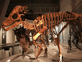 Skelettrekonstruktion des Pachycephalosaurus / Kabbachi. Creative Commons 2.0 Generic (CC BY 2.0) Skelettrekonstruktion des Pachycephalosaurus / Kabbachi. Creative Commons 2.0 Generic (CC BY 2.0)