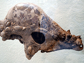 Schädel des Pachycephalosaurus / Dan McCay. Creative Commons 2.0 Generic (CC BY 2.0) Schädel des Pachycephalosaurus / Dan McCay. Creative Commons 2.0 Generic (CC BY 2.0)