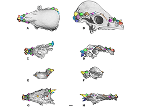 Schädelentwicklung des Pachycephalosaurus / Horner & Goodwin. Creative Commons 4.0 International (CC BY 4.0)