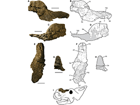 Fossilien des Pachyrhinosaurus / Fiorillo & Tykoski. Creative Commons 4.0 International (CC BY 4.0) Fossilien des Pachyrhinosaurus / Fiorillo & Tykoski. Creative Commons 4.0 International (CC BY 4.0)