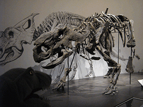 Skelett des Pachyrhinosaurus / Craig Dylke, Creative Commons NonCommercial-NoDerivs 2.0 Generic (CC BY-NC-ND 2.0) Skelett des Pachyrhinosaurus / Craig Dylke. Creative Commons NonCommercial-NoDerivs 2.0 Generic (CC BY-NC-ND 2.0)