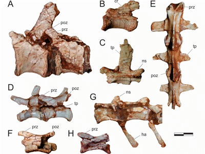 Schwanzwirbel des Pampadromaeus / © Langer et al.