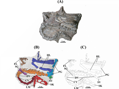 Holotyp des Panguraptor / © Zhang et al.