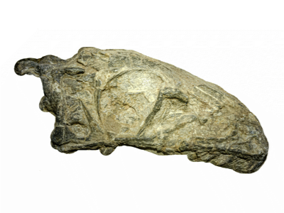 Schädel des Panguraptor / © Zhang et al.