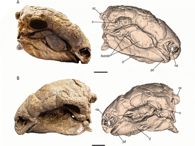 Schädel des Panoplosaurus / © Livius et al.