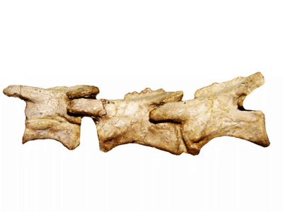 Halswirbel des Pantydraco / © Alejandro Otero