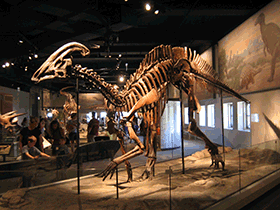 Skelett des Parasaurolophus / Brian Smith. Creative Commons NonCommercial-ShareAlike 2.0 Generic (CC BY-NC-SA 2.0) Skelett des Parasaurolophus / Brian Smith. Creative Commons NonCommercial-ShareAlike 2.0 Generic (CC BY-NC-SA 2.0)